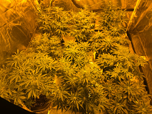 2nd Autoflower Indoor Grow — flower, day 47