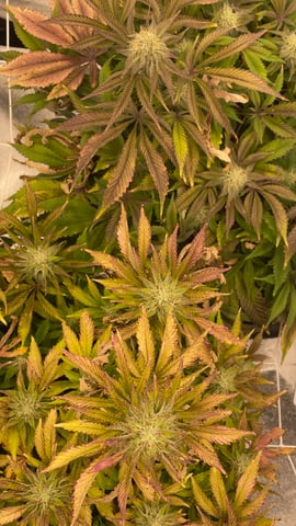 LSD feminized — flower, day 100