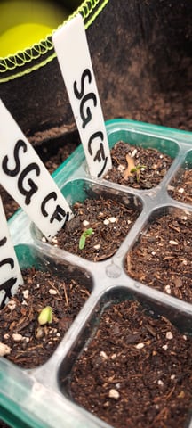 First Grow with the new setup  — seedling_rooting, day 1