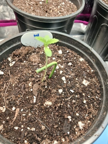 OG KUSH — germination, day 5