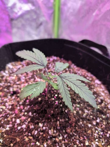 2025-26 — vegetative, day 8