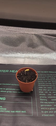 wedding cake auto flower — seedling_rooting, day 1
