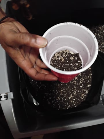 Joker Auto Flower — germination, day 1