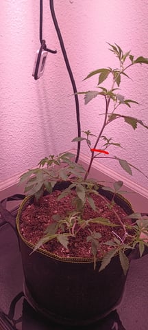 FKAFL — vegetative, day 15