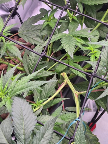 Funk Mountain 2 — flower, day 24
