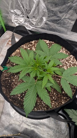 Mixed Grow — grow_setup, day 28