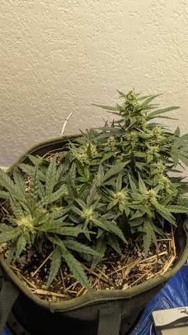 Sativa Summer Autos — flower, day 50