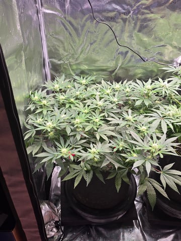 Dirty Bird - Thousand Island Fem & Platinum Kush Breath Remix x Grape Cakehead Fem Photo  — flower, day 74