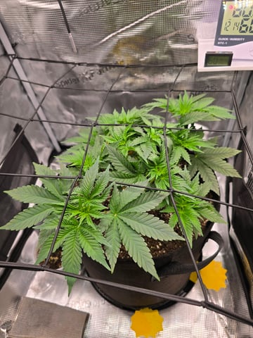Northern lights #10 (Alaska) — vegetative, day 27