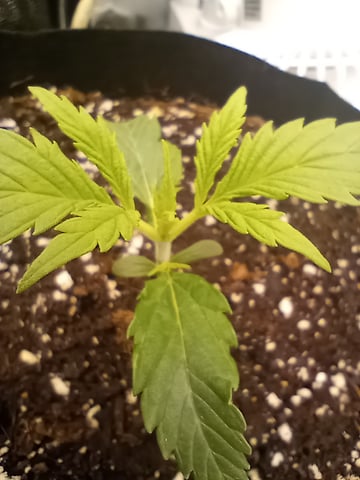 White Widow XXL Auto — vegetative, day 16