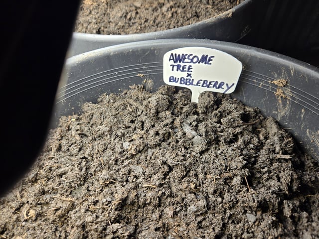 First Indoor Grow — germination, day 89