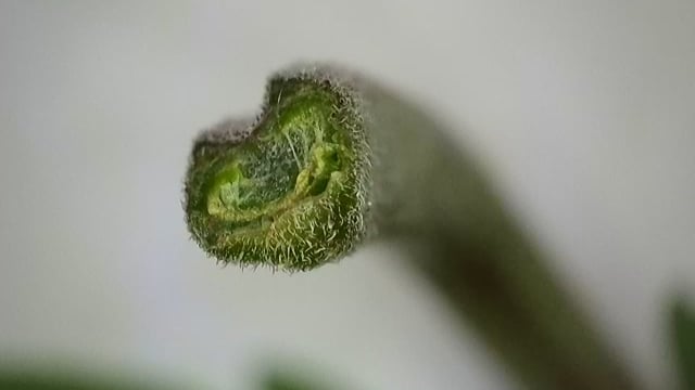 Ace Killer OG — vegetative, day 2