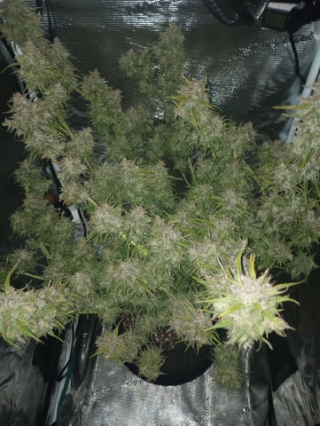 White Widow XXL Auto — flower, day 91