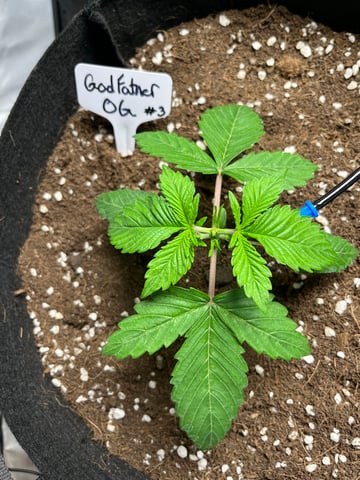 Krazie_Gro_Za and I Doing a Coco Gro — vegetative, day 1