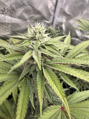 Oreo_BMG#2 — flower, day 5