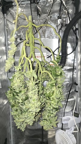 Purple Nasty By Ethos Seeds