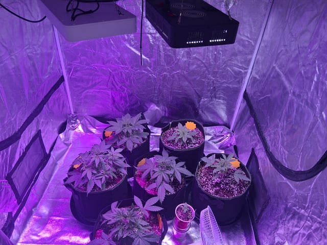 first auto grow — vegetative, day 25