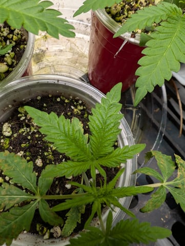 outdoor — seedling_rooting, day 31