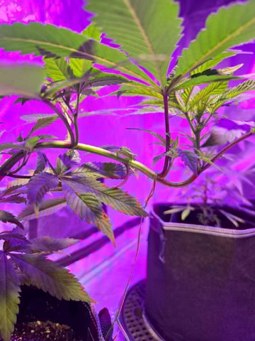 DjGizmo263 — vegetative, day 1