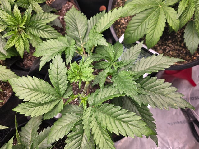 Hazy Daze — vegetative, day 22