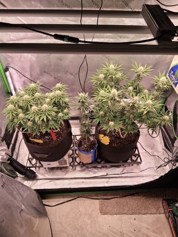 fruity pebbles, cap junky — flower, day 87