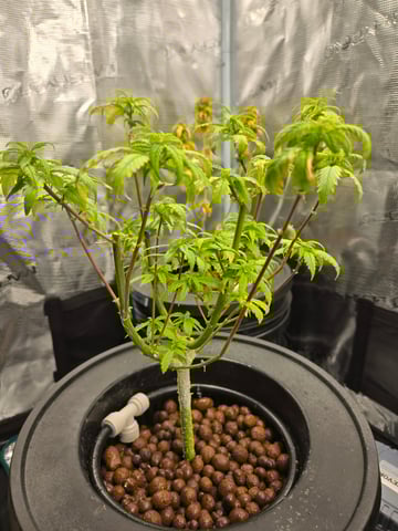 1st Grow — flower, day 93