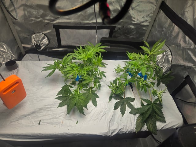 White rhino — vegetative, day 26