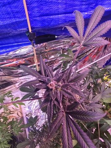 Round  3️⃣ — flower, day 1