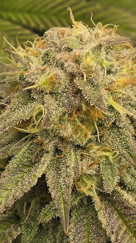Strawberry Sugar  — flower, day 103