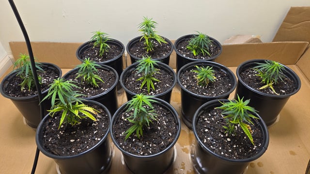 Blue Dream Clones — vegetative, day 2