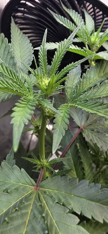 Girl Scout Cookies  — flower, day 111