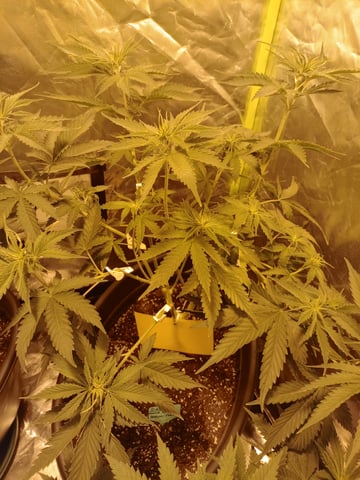 mr — vegetative, day 51