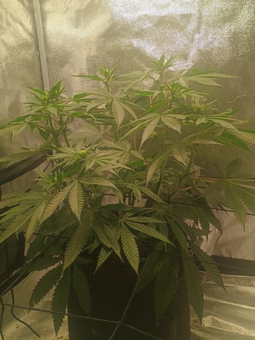 lil Slurry, first grow — flower, day 54