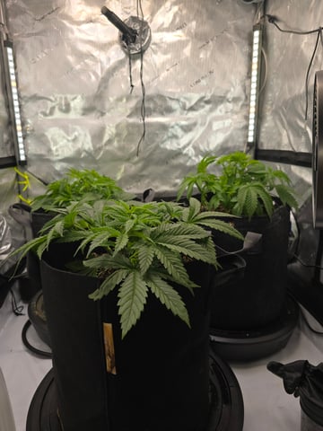 Purple Haze  — vegetative, day 22