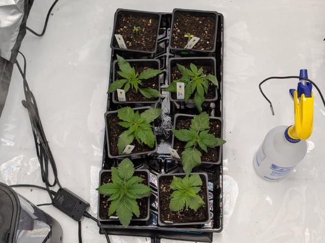 Grow Tent Starts — seedling_rooting, day 28