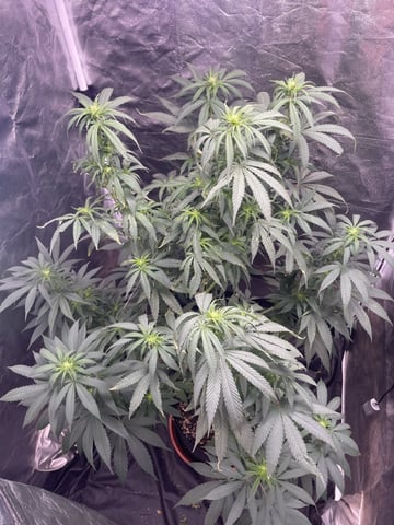 Blueberry — flower, day 95