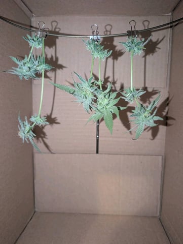 B E A utiful  — flower, day 113