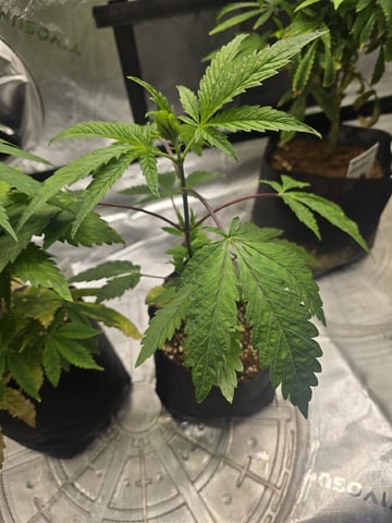 Oceanz 16 — vegetative, day 35