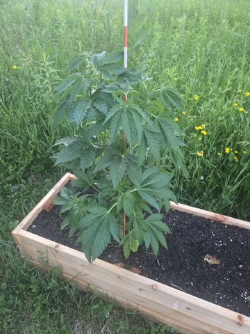 Grandpa Cookies, Black Cherry Soda And Lemon Trees — vegetative, day 78
