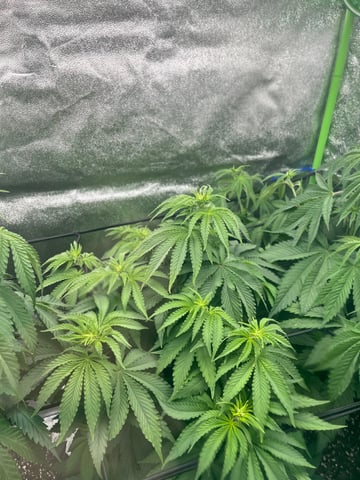 My First Four — flower, day 60