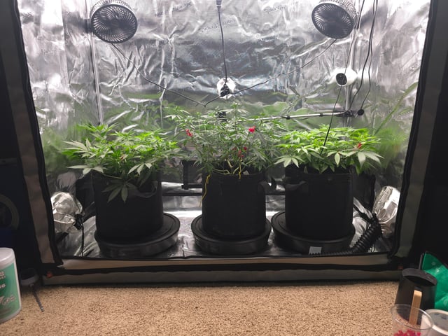 Dirty Bird - Thousand Island Fem & Platinum Kush Breath Remix x Grape Cakehead Fem Photo  — flower, day 57