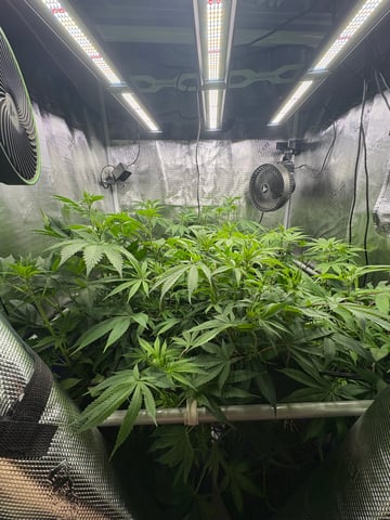 grow 3 — flower, day 11