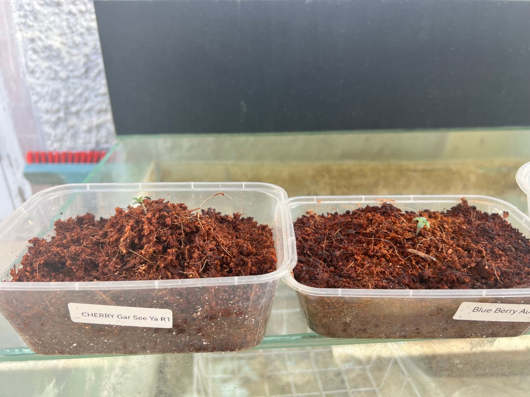 Ethos’s Cherry Ger See Ya R1 and Auto sensible seeds’ Blueberry auto.