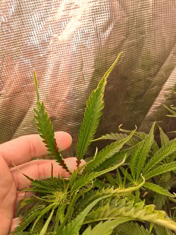 Blueberry OG Kush — flower, day 2