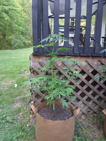 First Indoor Grow  — flower, day 66