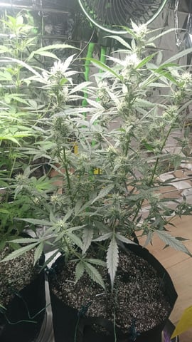 Gelato & Amnesia  — flower, day 51