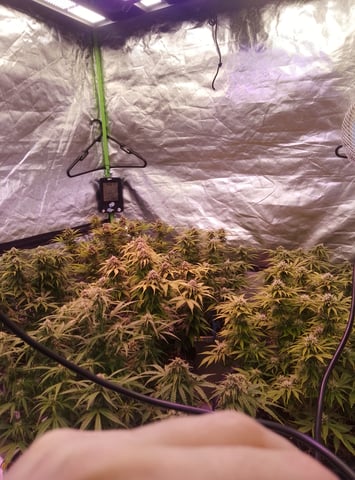 New run using General Hydroponics  — flower, day 17