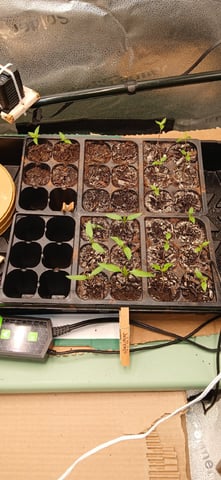 Summer Peppers — vegetative, day 15
