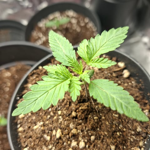 zupreme lime — vegetative, day 8
