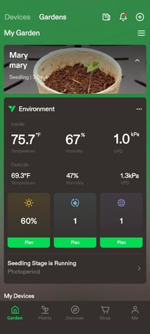 Critical Purple Kush — seedling_rooting, day 5